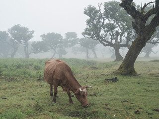 Brown ginger cow in Fanal laurel forest in rain and dense fog with and bizarre shape mossy trees,...