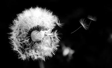 Rolgordijnen Closeup of one dandelion on natural black background (Shot with flash). Bright, delicate nature details. Flying dandelion seeds isolated over Black. Inspirational nature concept. © Patrick