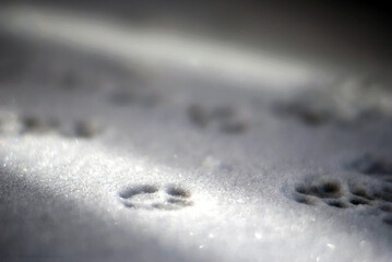 Morning shot after a snowfall featuring feline (cat) footprints illuminated by the first light of...