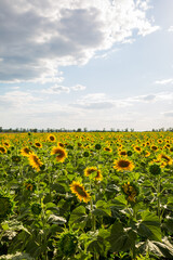 Fototapeta na wymiar Large field with yellow sunflower on a sunny day, landscape with sunflowers