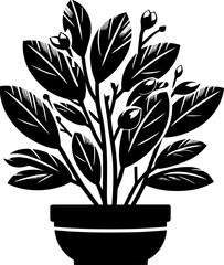 Clusiaceae plant icon 10