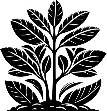 Clusiaceae plant icon 8