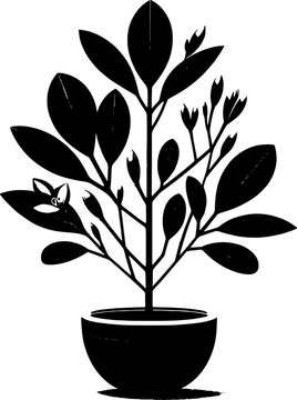 Clusiaceae plant icon 12