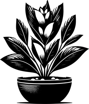 Clusiaceae plant icon 3