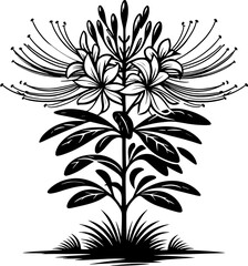 Cleomaceae plant icon 14