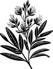 Cleomaceae plant icon 6