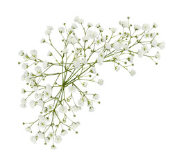 Gypsophila flowers in a corner arrangement isolated on white or transparent background