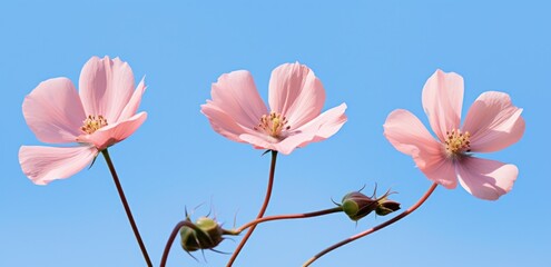 three pink flowers against a blue background