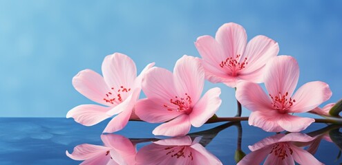 three pink flowers against a blue background
