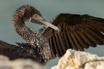 Portrait of a Socotra cormorant, Busaiteen coast, Bahrain