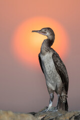 Socotra cormorant resting during sunrise, Bahrain