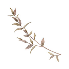 Obraz premium Hand drawn watercolor illustration of eucalyptus branch isolated on white background.