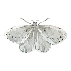 Moth illustration isolated on white background. Hand painted with watercolors. For design of cards,...