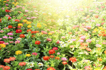 Fototapeta premium Summer natural flower beauty colorful flower garden
