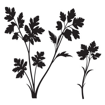 Parsley silhouettes and icons. Black flat color simple elegant white background Parsley vegetable vector and illustration.