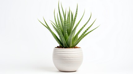 a potted plant with a white background
