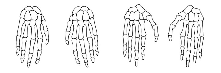 Sekeleton human hand set, Reversible Skull Hand Collection Vector Illustrations