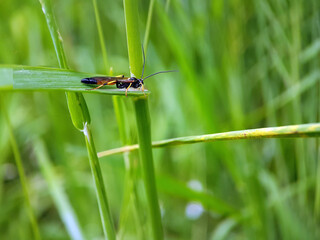 wasp on a leaf