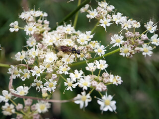 wasp on flowers