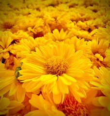 Group of yellow chrysanthemum flowers close up in the garden, preparing to make chrysanthemum juice.