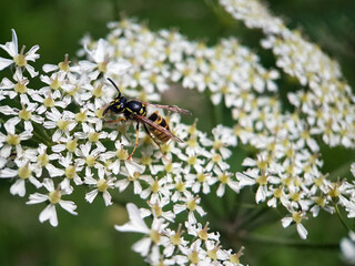 bee on a flower