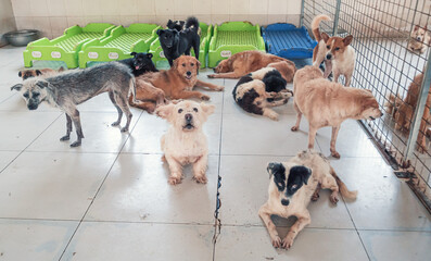 Unwanted and homeless dogs of different breeds in animal shelter. Looking and waiting for people to...