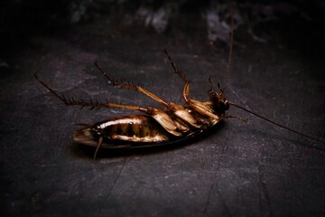 cockroach on black background