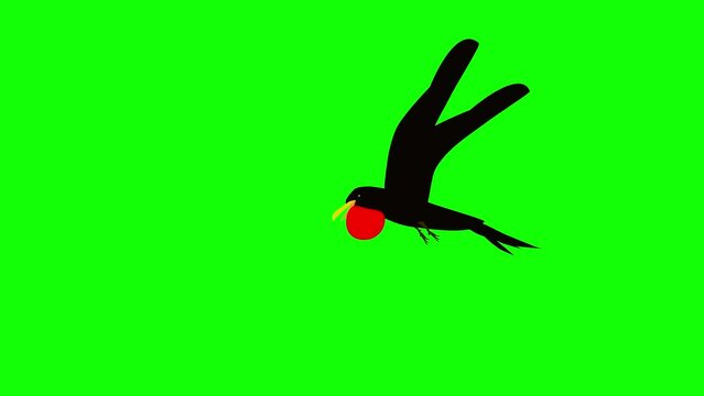 frigate bird flying animation isolated in green screen