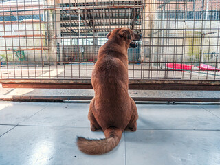 Back view of lonely sad abandoned stray dog behind the fence at animal shelter. Best human's friend...