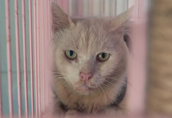 Cat pound. Close-up shot of homeless stray cat living in the animal shelter. Shelter for animals...