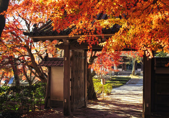 滋賀県大津市の西教寺境内の紅葉です - obrazy, fototapety, plakaty