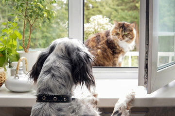 A setter dog looks out the window at a cat. Meeting dog and cat