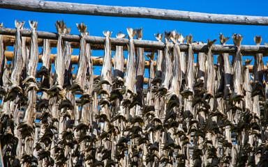 Norwegian stockfish, drying on a rig at Lofoten islands in Norway