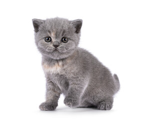 6 weeks old British Shorthair cat kitten, sitting up side ways. Looking straight to camera. Isolated on white.