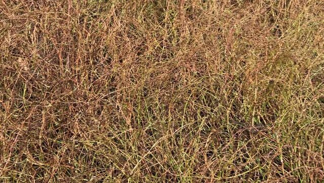 Partly withered knotgrass in autumn overcast morning