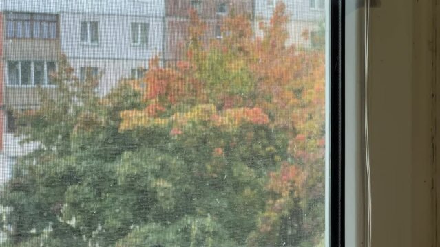 Two Butternut Squash On Windowsill Against Landscape Outside The Window