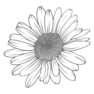 Highly detailed vector image of a chamomile. Black and white clipart on a white background. drawing for tattoo, logo or icon.