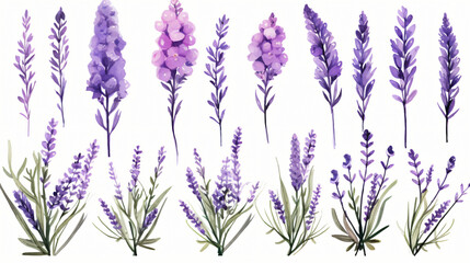 Lavender - obrazy, fototapety, plakaty