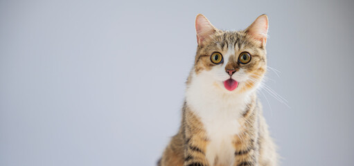 This isolated portrait features a beautiful little grey Scottish Fold cat on a white background,...