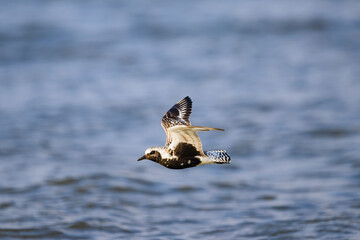 ダイゼン夏羽飛翔