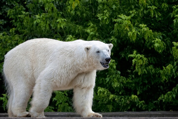 White polar bear in a clearing
