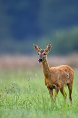 Roe deer in a clearing in the wild