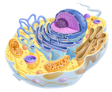 Animal cell