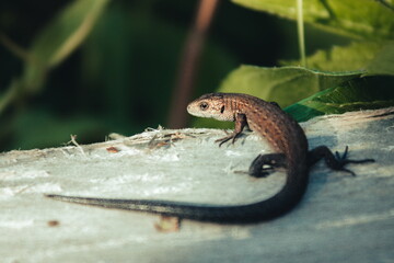 lizard on a tree