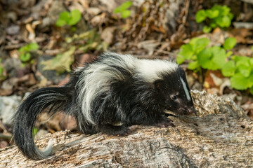 Striped Skunk Kit in the garden