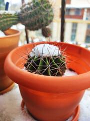 snow on the cactus in a pot