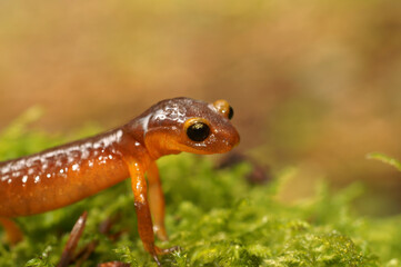 Closeup on the colorful red Californian coastal, Yellow-eyed Ensatina eschscholtzii xanthoptica