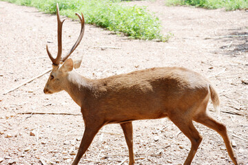 Herd of beautiful deer in the zoo.