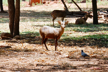 Herd of beautiful deer in the zoo.
