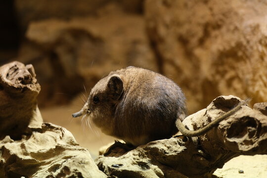 Kleine Maus ganz gro&szlig;